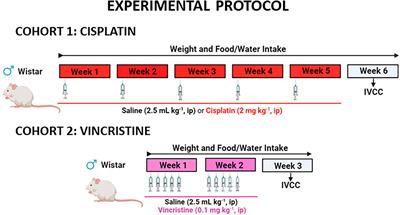Contractility of isolated colonic smooth muscle strips from rats treated with cancer chemotherapy: differential effects of cisplatin and vincristine